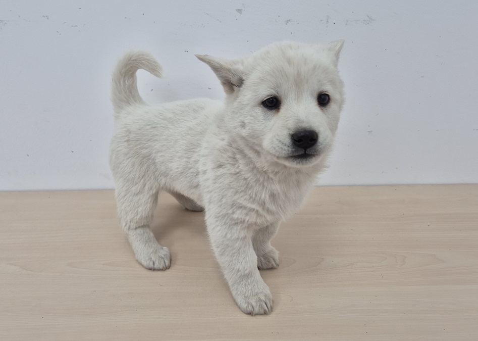 김천시 동물보호센터_447506202500114